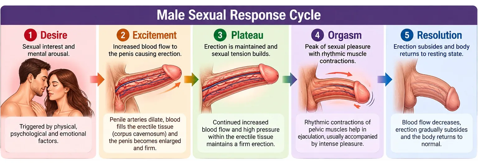 The sexual response cycle — desire, excitement, plateau, orgasm, resolution, Condombazaar